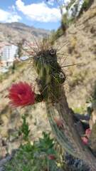 Corryocactus melanotrichus