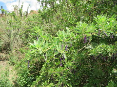 Dunalia brachyacantha