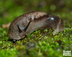 Helicarionidae