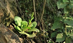 Gibbiflorae