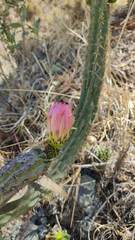 Corryocactus melanotrichus