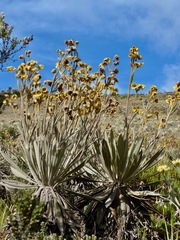 Espeletia grandiflora