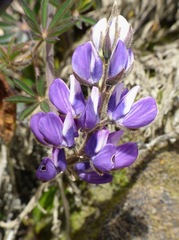 Lupinus bogotensis