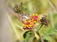 Ariconias glaphyra