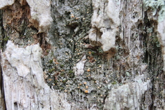 Caloplaca cerina