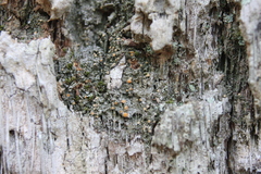 Caloplaca cerina