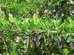 Dunalia brachyacantha