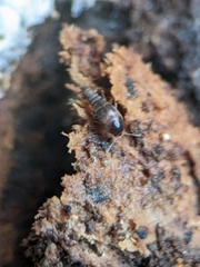 Sepedophilus