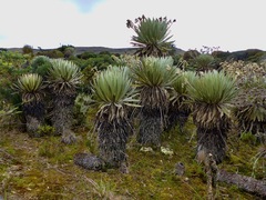Espeletia