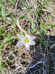 Ornithogalum fimbriatum