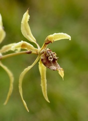 Cyrtochilum