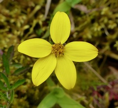 Bidens triplinervia