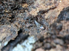 Sepedophilus