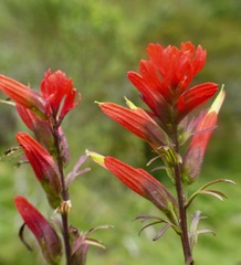 Castilleja fissifolia