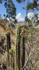 Corryocactus melanotrichus