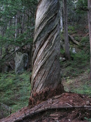 Pseudotsuga menziesii