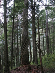 Pseudotsuga menziesii
