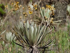 Espeletia grandiflora