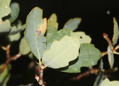 Quercus × alvordiana