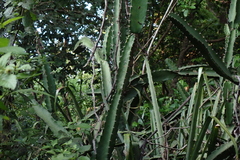 Acanthocereus