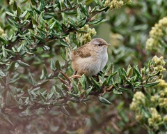 Cistothorus apolinari