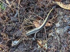 Eurycea guttolineata