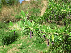 Dunalia brachyacantha