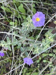 Solanum umbelliferum