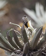Oxypogon guerinii