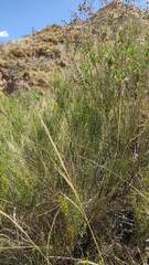 Ephedra americana