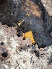 Hemitrichia