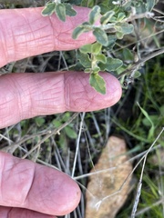 Solanum umbelliferum