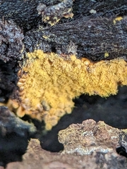 Hemitrichia