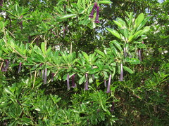 Dunalia brachyacantha