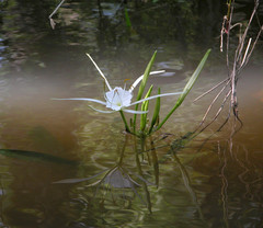Hymenocallis choctawensis