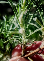 Rhopalomyia floccosa