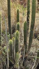 Corryocactus melanotrichus