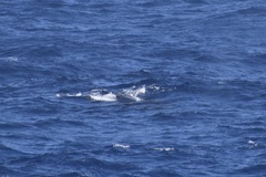 Balaenoptera physalus