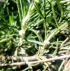 Rhopalomyia floccosa