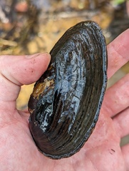 Unionoidea