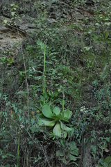 Gibbiflorae