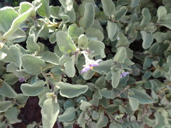Solanum tomentosum