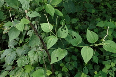 Piperaceae