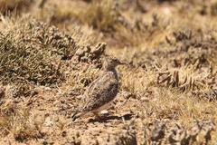 Thinocorus rumicivorus