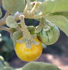 Solanum tomentosum