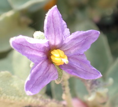 Solanum tomentosum
