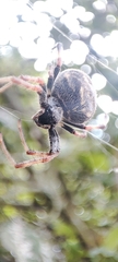 Araneus granadensis