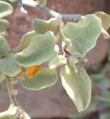 Solanum tomentosum