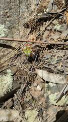 Echinopsis bridgesii