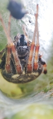 Araneus granadensis